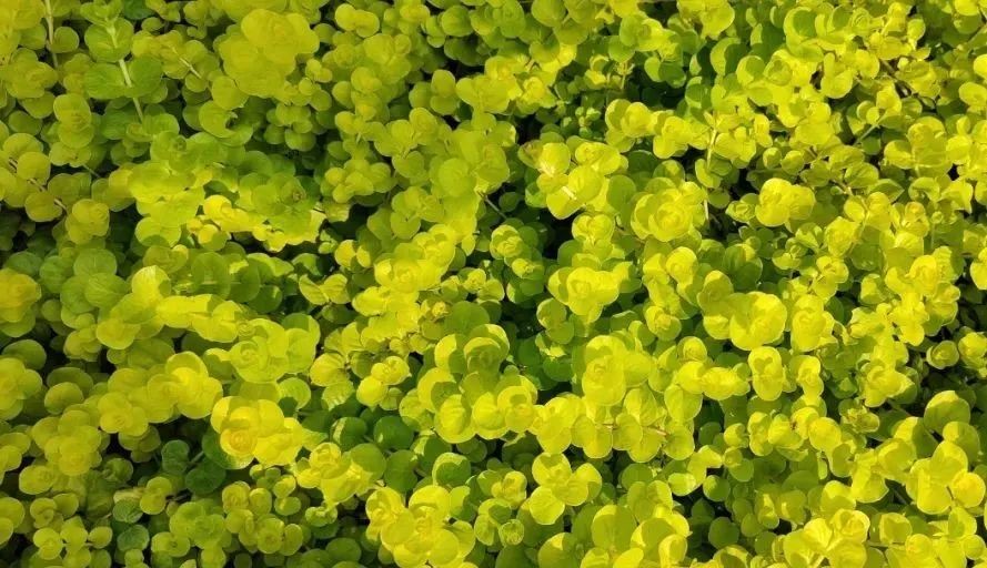 未來5年，農(nóng)業(yè)產(chǎn)業(yè)8大投資重點在哪里？